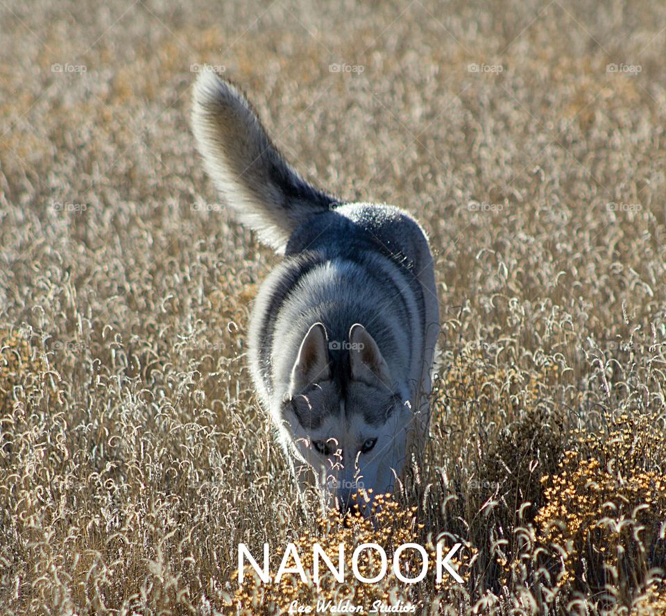 Nanook