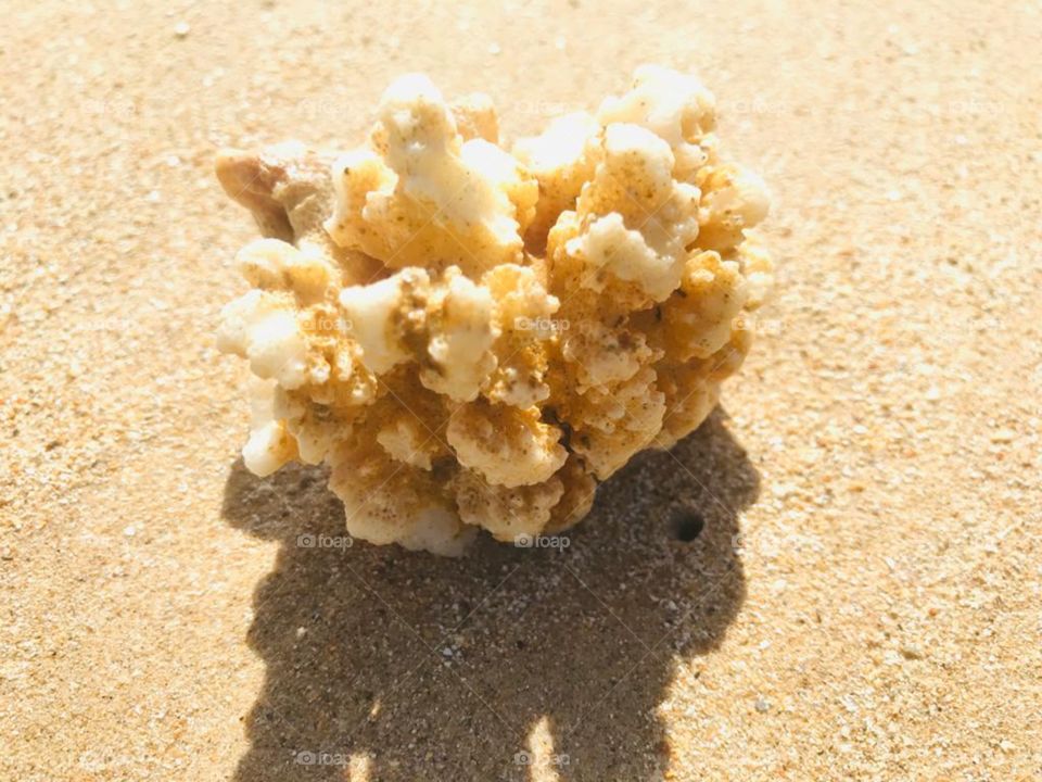 Sea Coral at a beach in Sri Lanka 