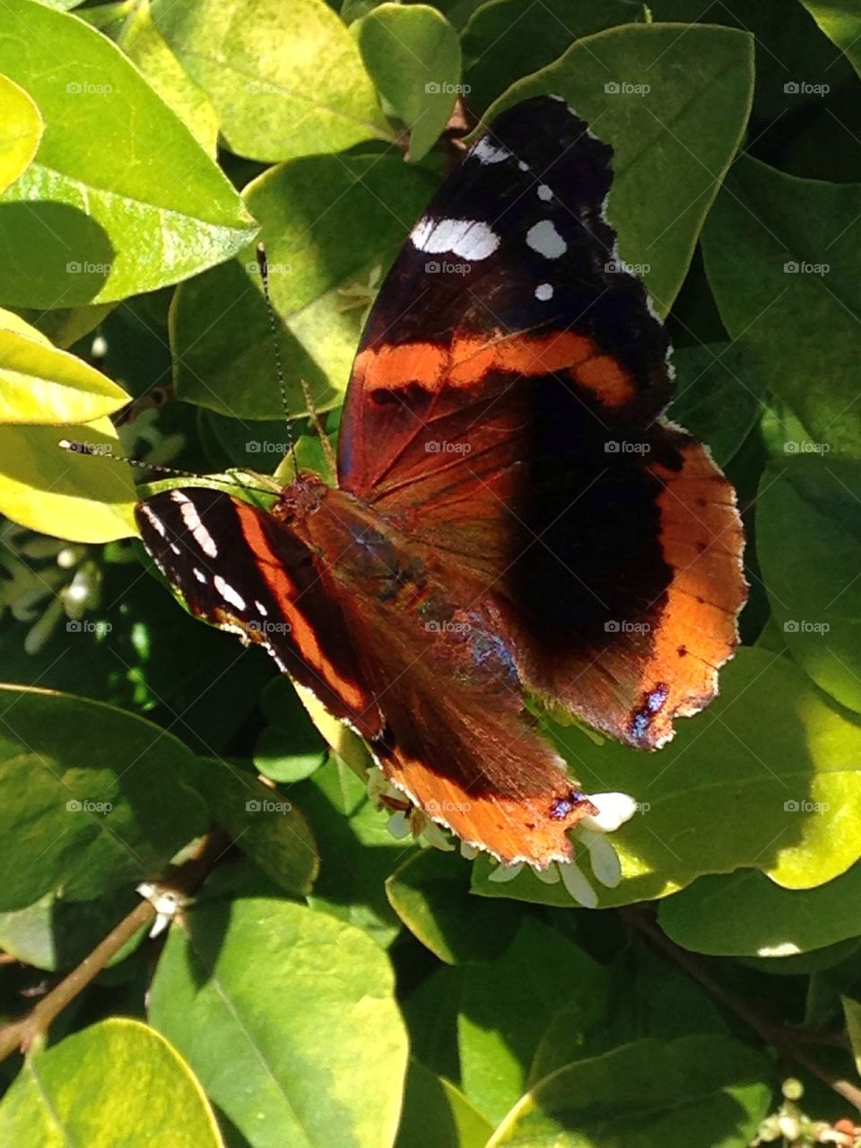 Monarch butterfly