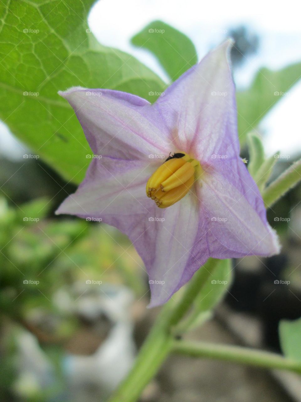 brinjal flower