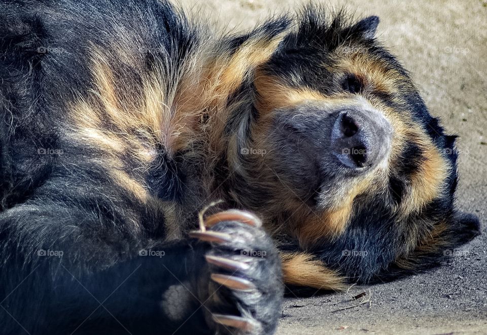 Bear In Captivity