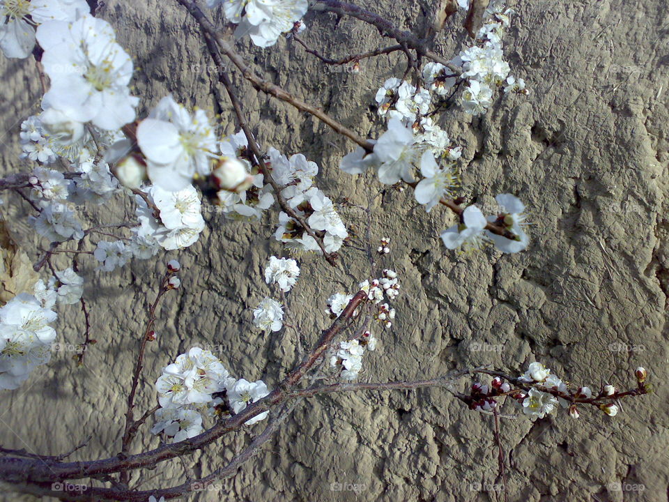 Cherry, Tree, Flower, Branch, Plum