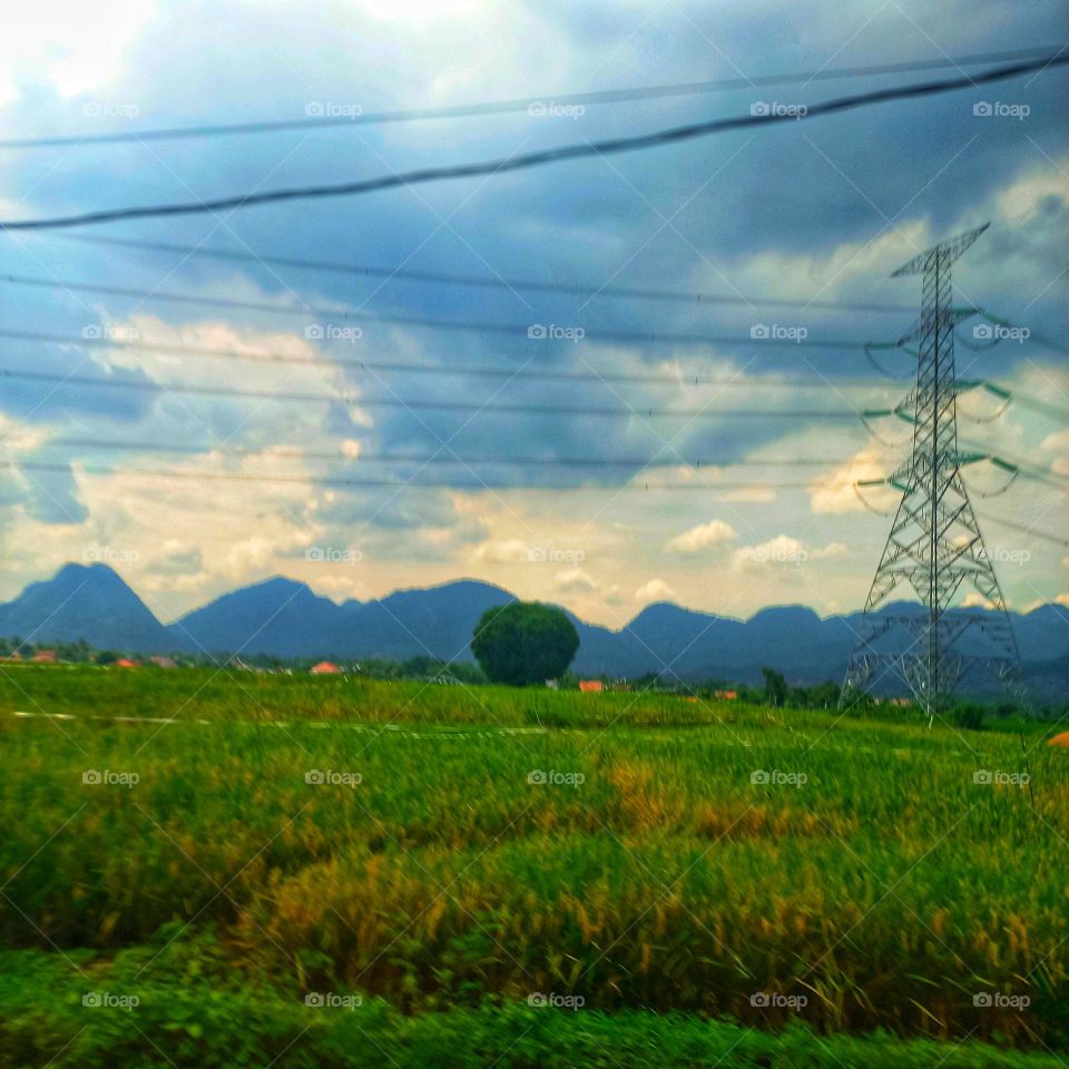 View of rice fields in the afternoon when it is cloudy
