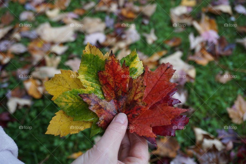 Autumn#leaves