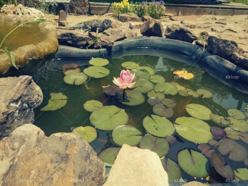 Lotus. Lotus flower opening in our decorative pond
