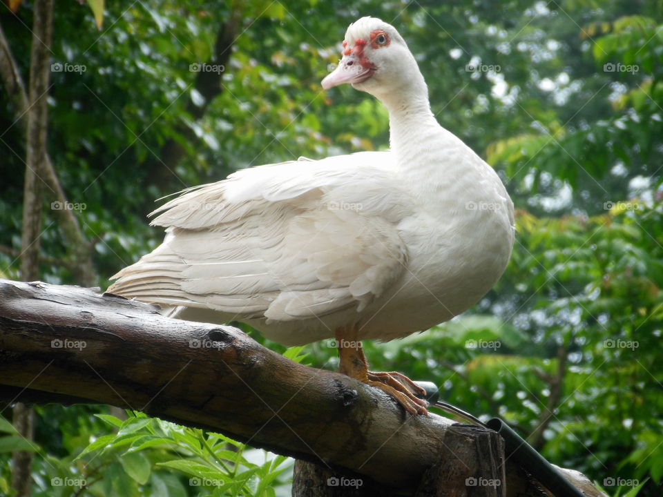 duck in farm