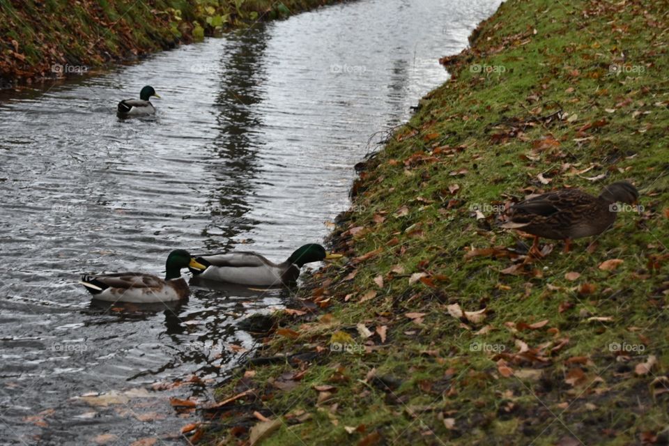 Duck, Bird, Water, Pool, Lake
