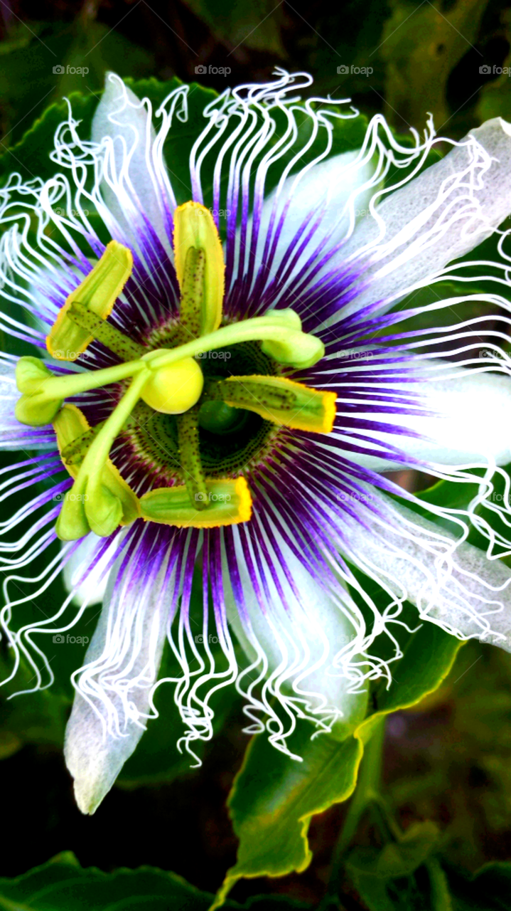 "Purple & White Passion Flower"
