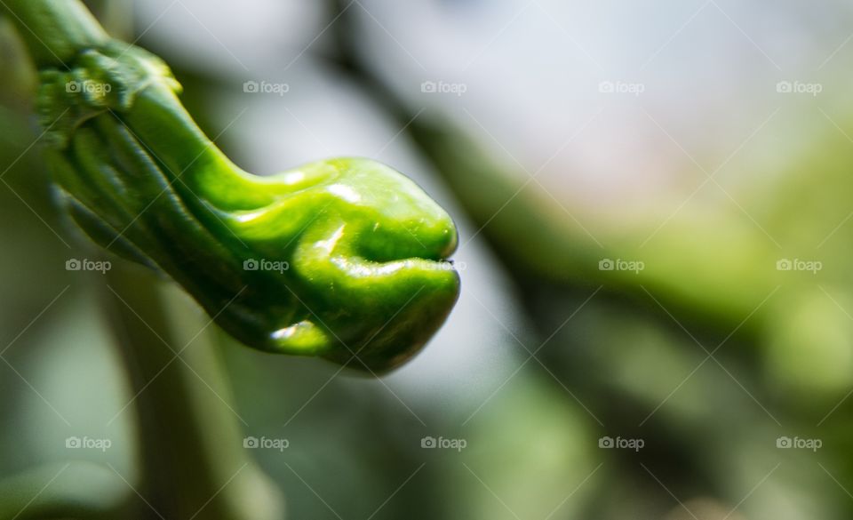 Alien Pepper