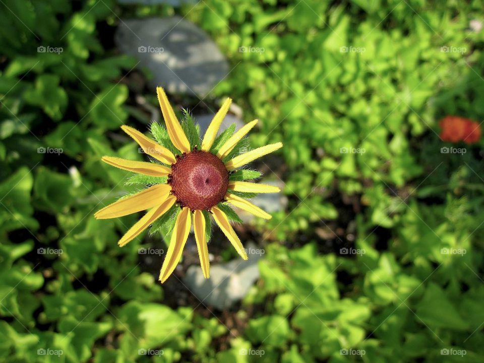 Spring flowers on Wall Street Canton Massachusetts