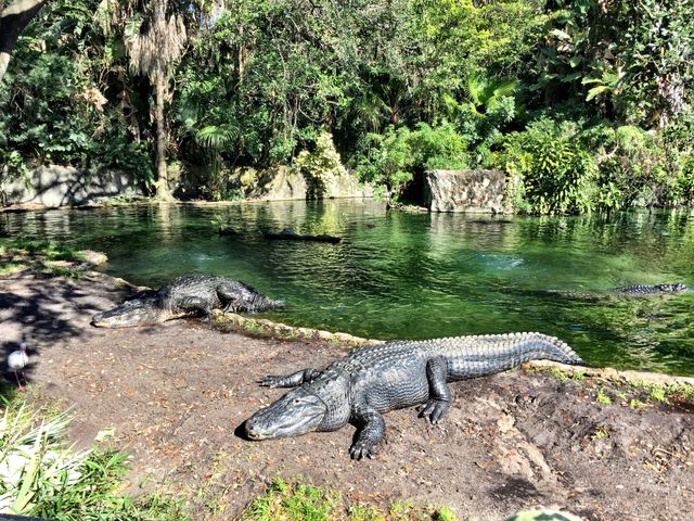 Alligator 