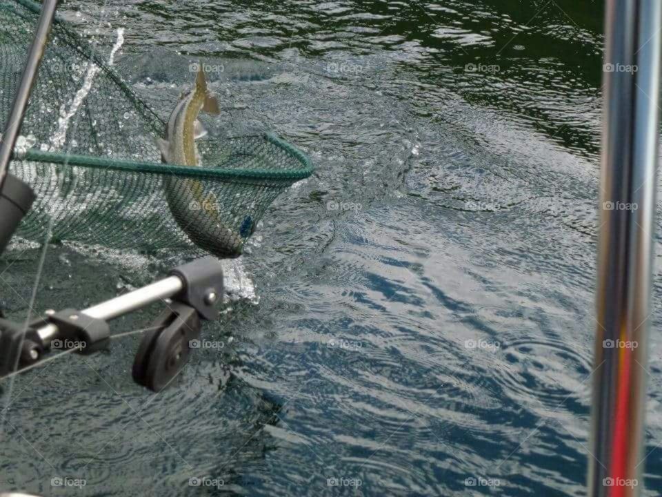 Netting a nice trout.