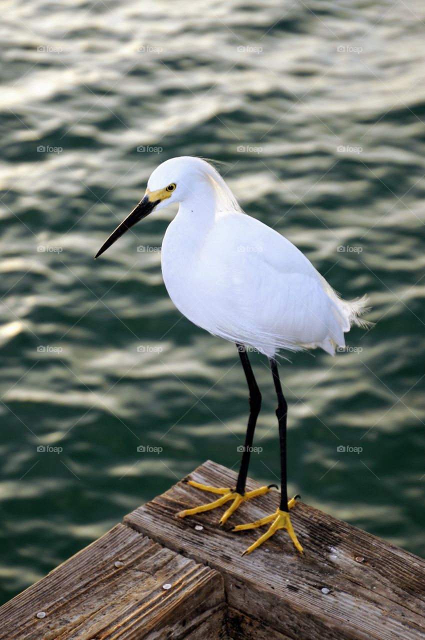 Bird on the Dock