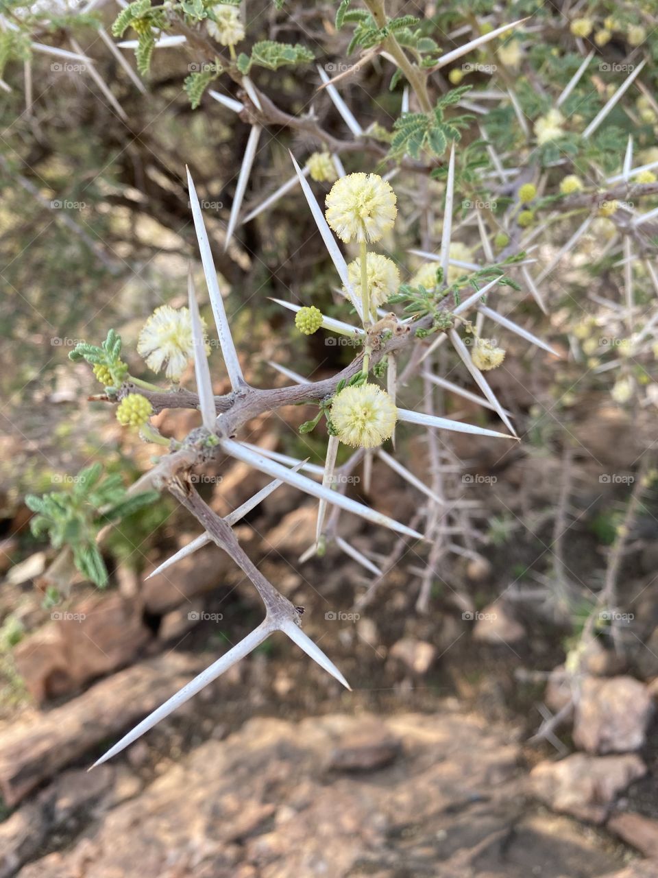A picture in the Taif Mountains