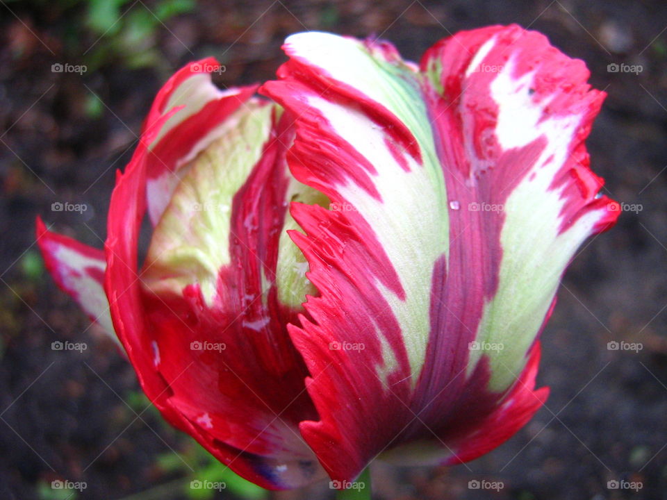 Dutch Design, tulip. Red, white, like a Dutch painting