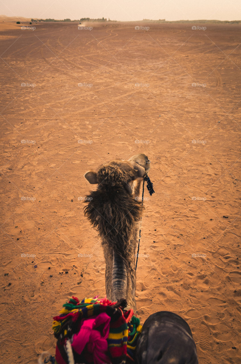 Close-up of camel on desert