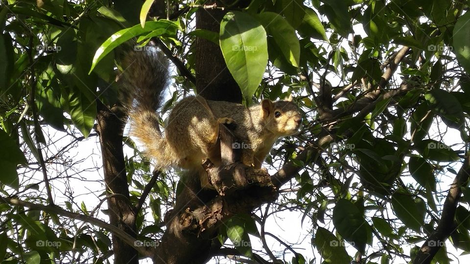 Grey Squirrel in a Tree.