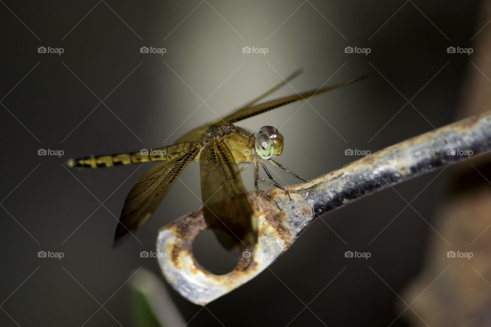 Macro great dragonfly of west borneo indonesia