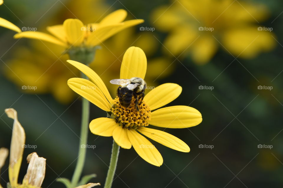 bumblebee beautiful yellow flowers