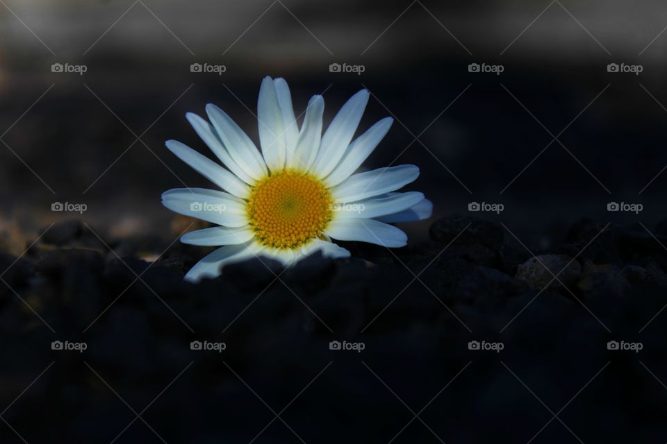 White flowers on black stones