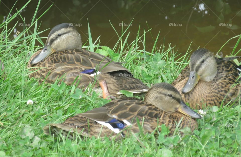 family of ducks in nature