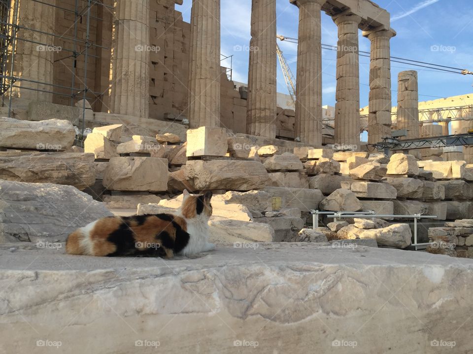 Acropolis cat