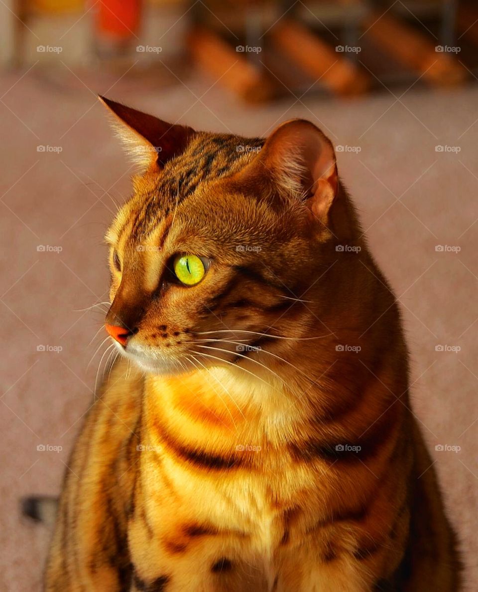 Bengal cat