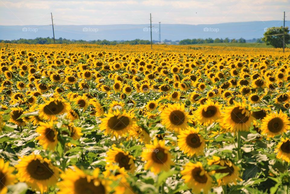 Sunflowers blooming in field