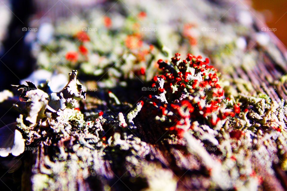 Red lichen 