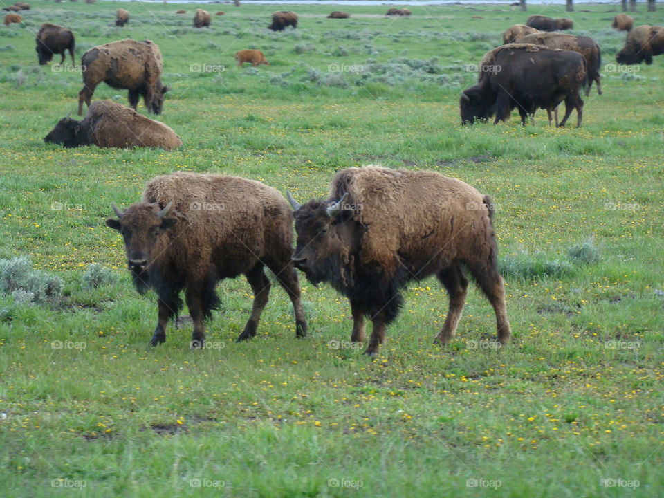 American bison