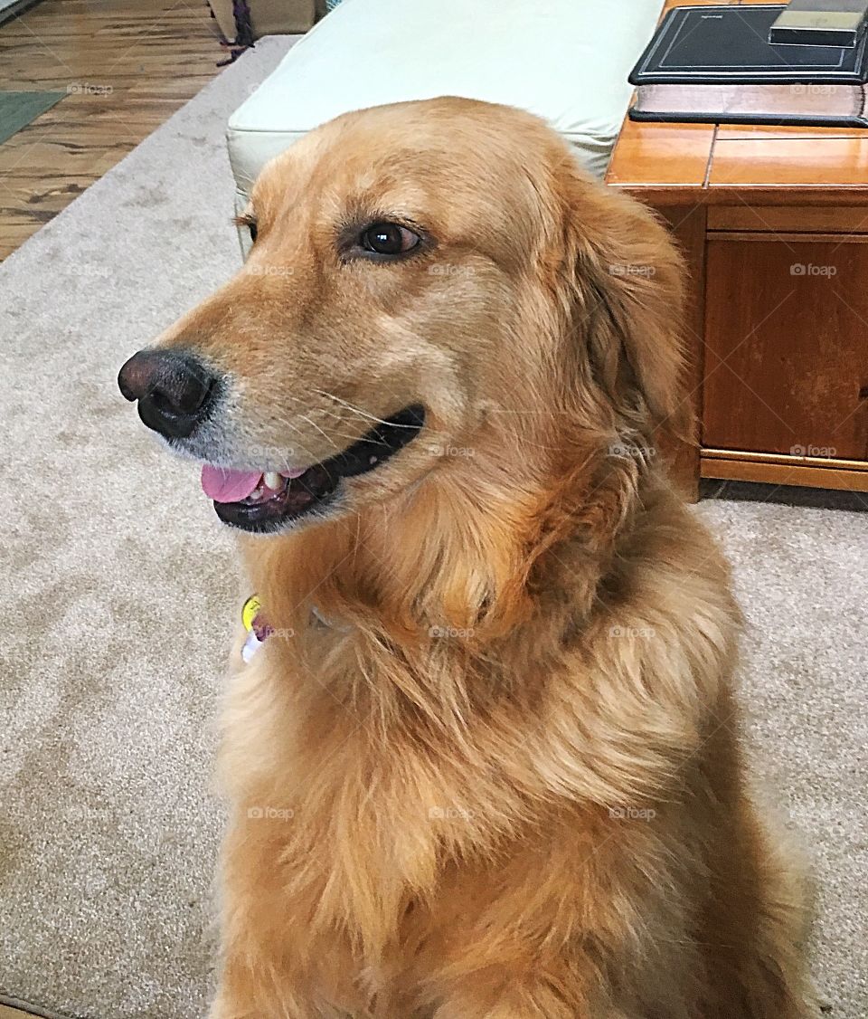 Pretty puppy. Golden retriever pet sitting pretty while waiting for some love.  She looks like she’s smiling 😃