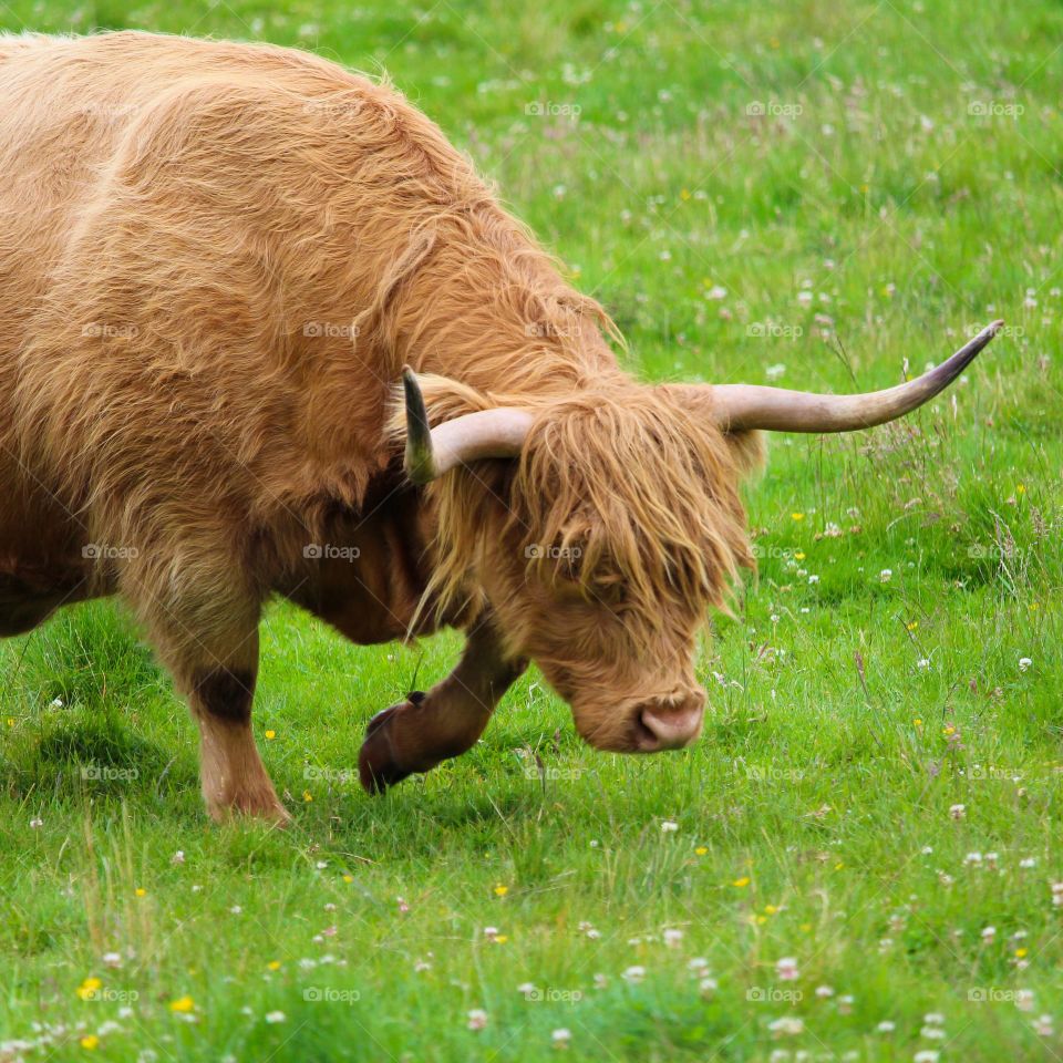 Close-up of brown cow walking on grassy land