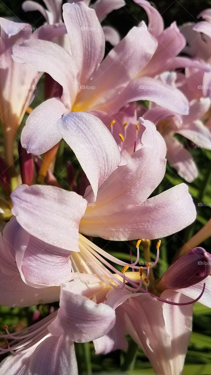 Lilies