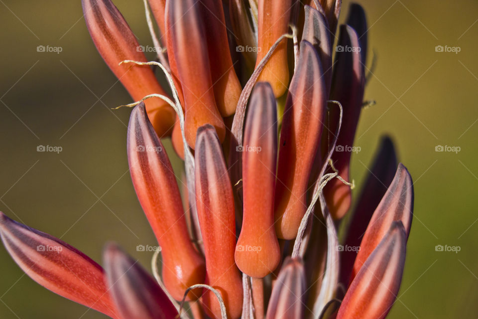 orange plant closeup