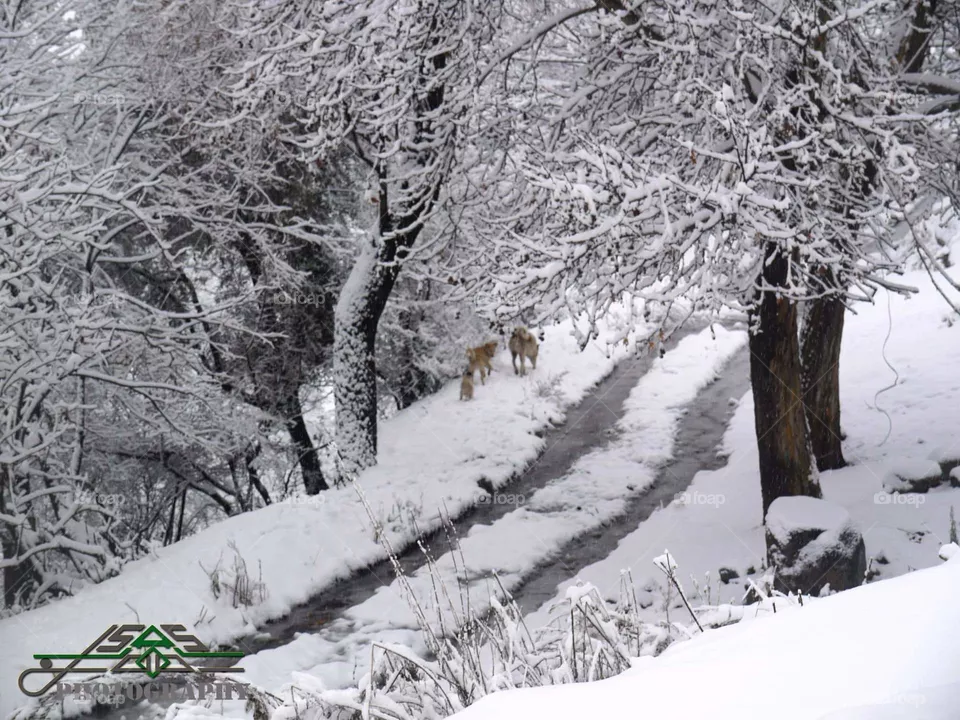dogs in snow