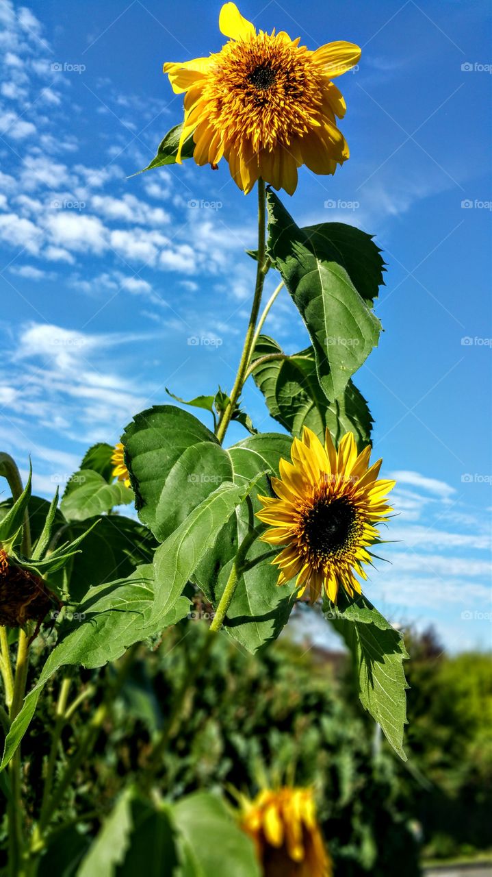 Sunflowers blooming against blue sky