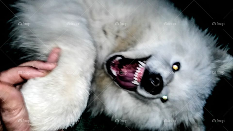 Siberian Samoyed,my dog,angry