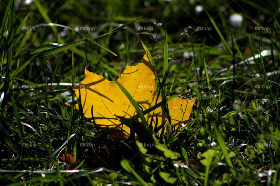 Yellow leaves