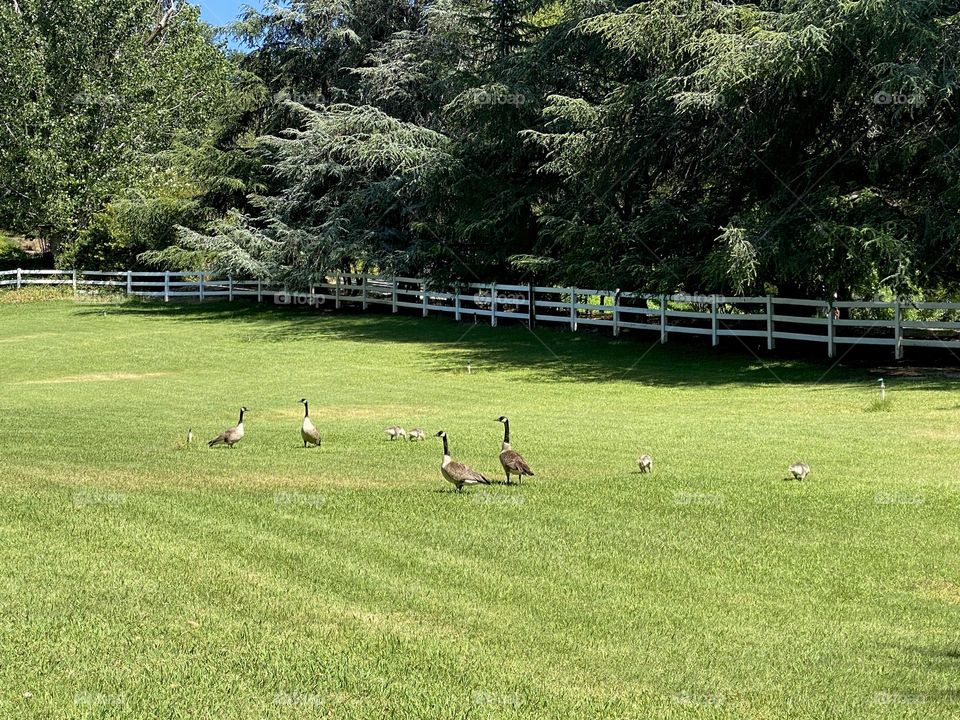 A family of geese look for food on a lawn. 