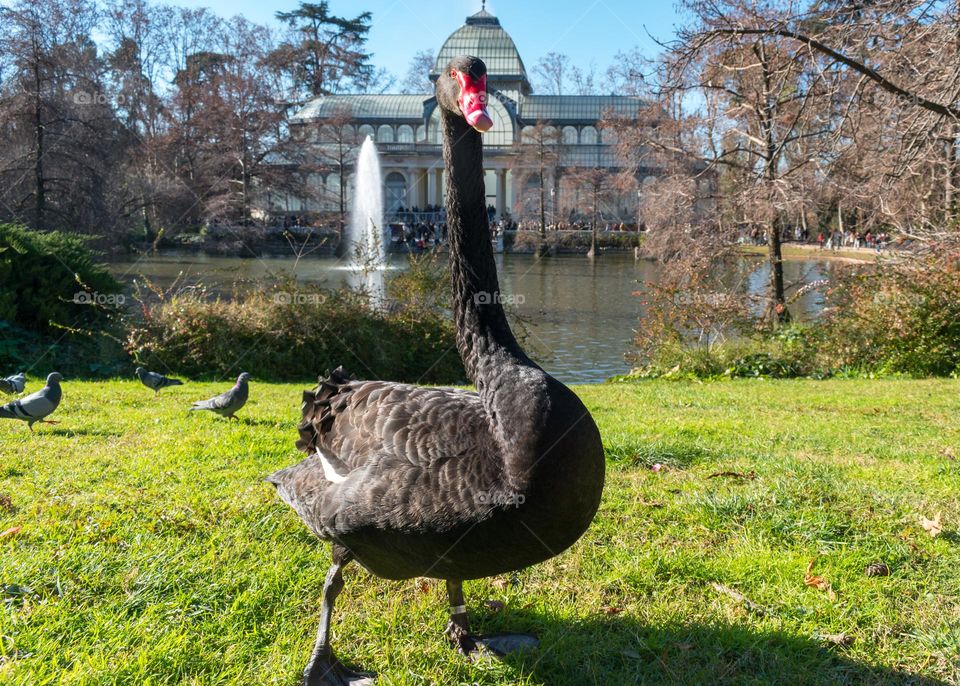 Black swan (Cygnus atratus) standing on the grass in front of the Crystal Palace at the Buen Retiro Park (Good Retirement Park), Madrid, Spain.