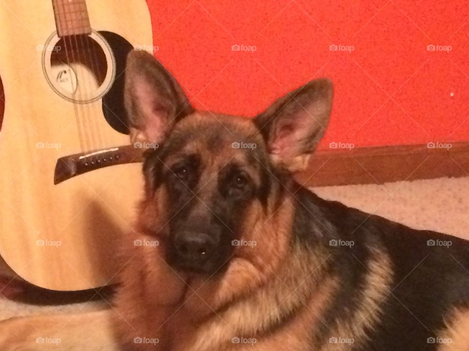 Guitar Dog. Niko, the German Shepard, hasn't quite figured out whether he likes guitar music or not. 