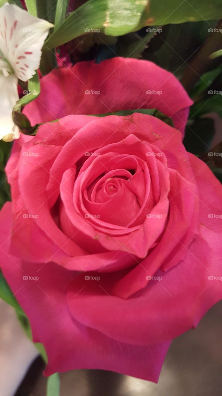 Rose. close up of a beautiful rose my boyfriend got me