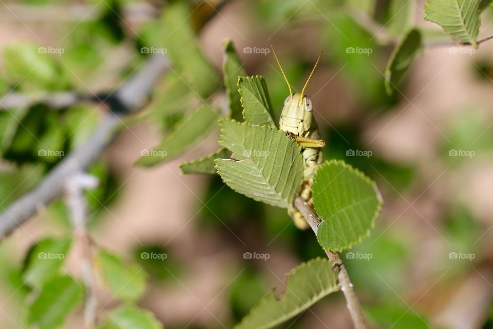 Grasshopper Peaking Over