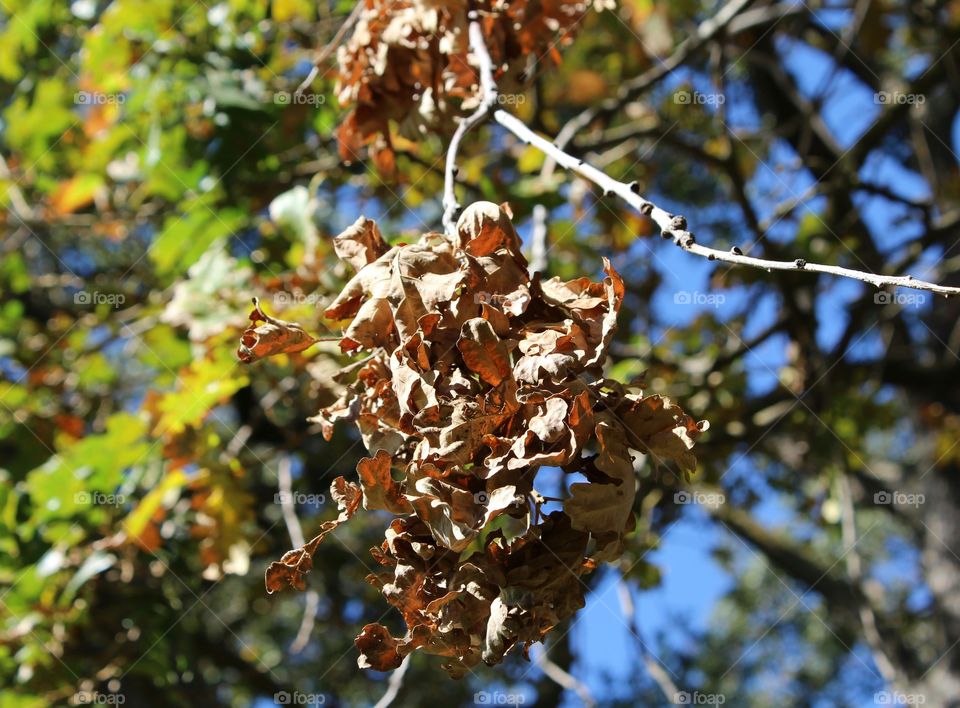 Leaf, Tree, Nature, Fall, No Person