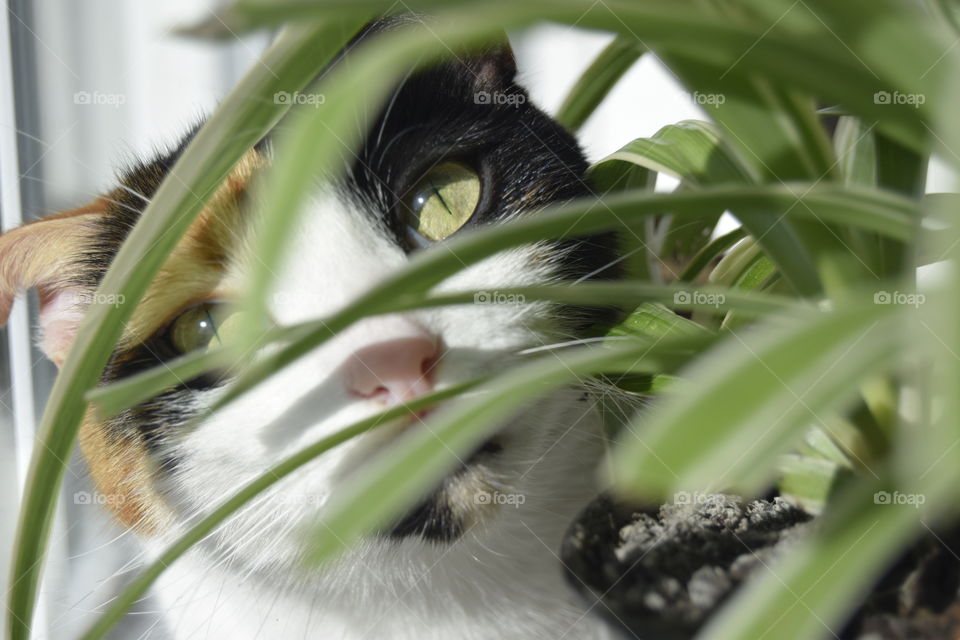 A cat looking through a spider plant 