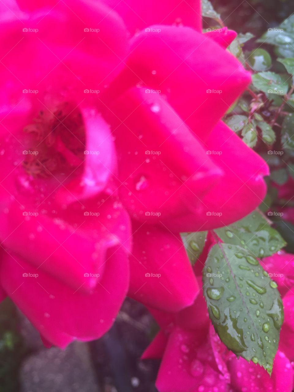Red and pink roses in front of greenery on rainy day.