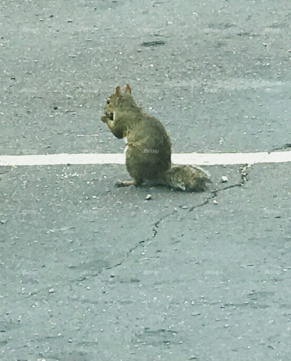 This cute little squirrel eats a snack while sitting in an abandoned parking lot. 