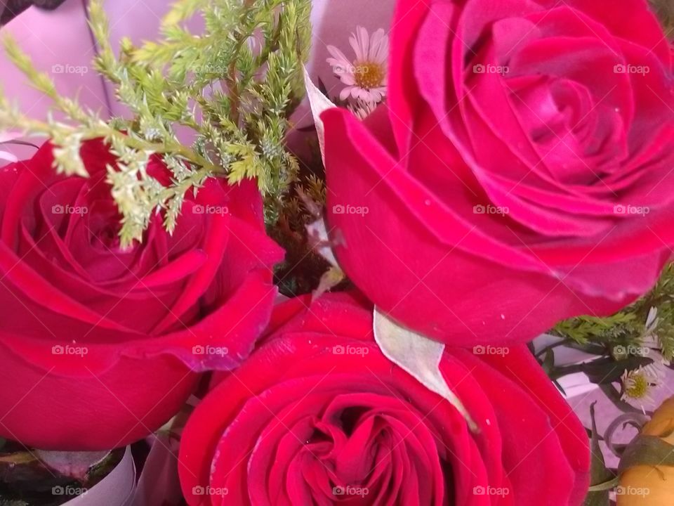 Rose, Flower, Love, Romance, Bouquet
