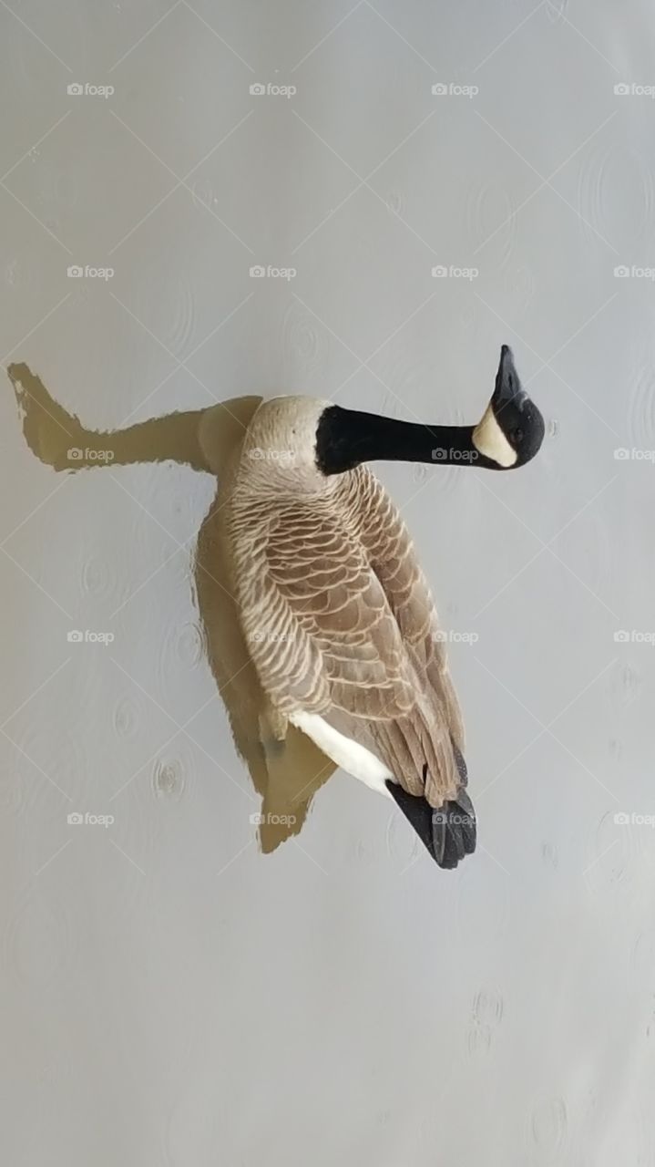 Canada Goose