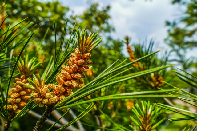 Young pine flowers barely beginning to form on a tree